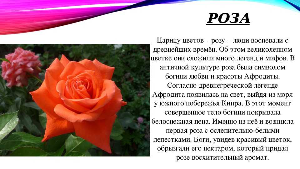 Почему розу назвали розой