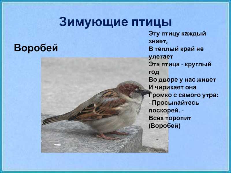 Полевой воробей: описание и образ жизни певчей пташки