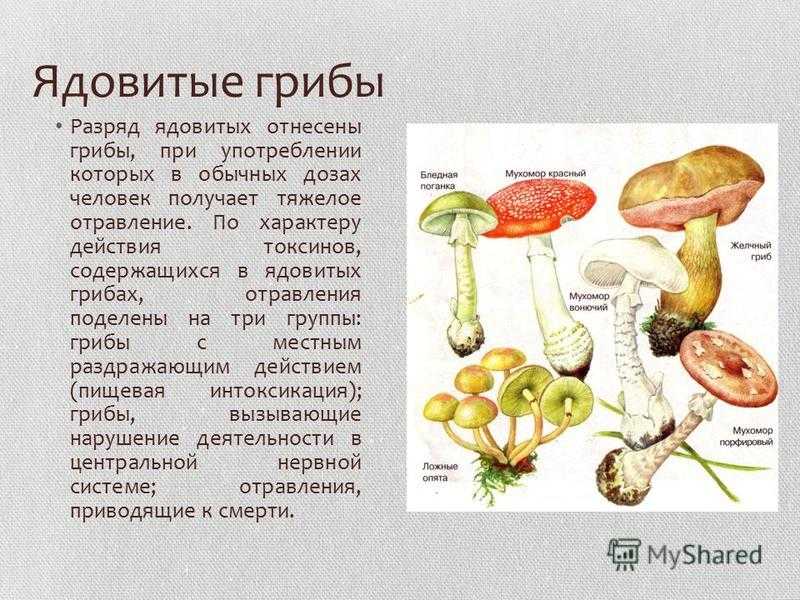 Ядовитые грибы презентация 2 класс - 93 фото