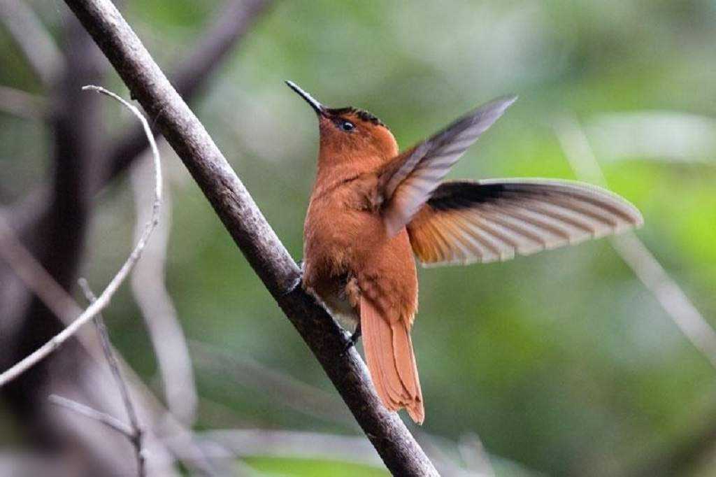 Самая маленькая птичка в мире, описание птицы колибри
