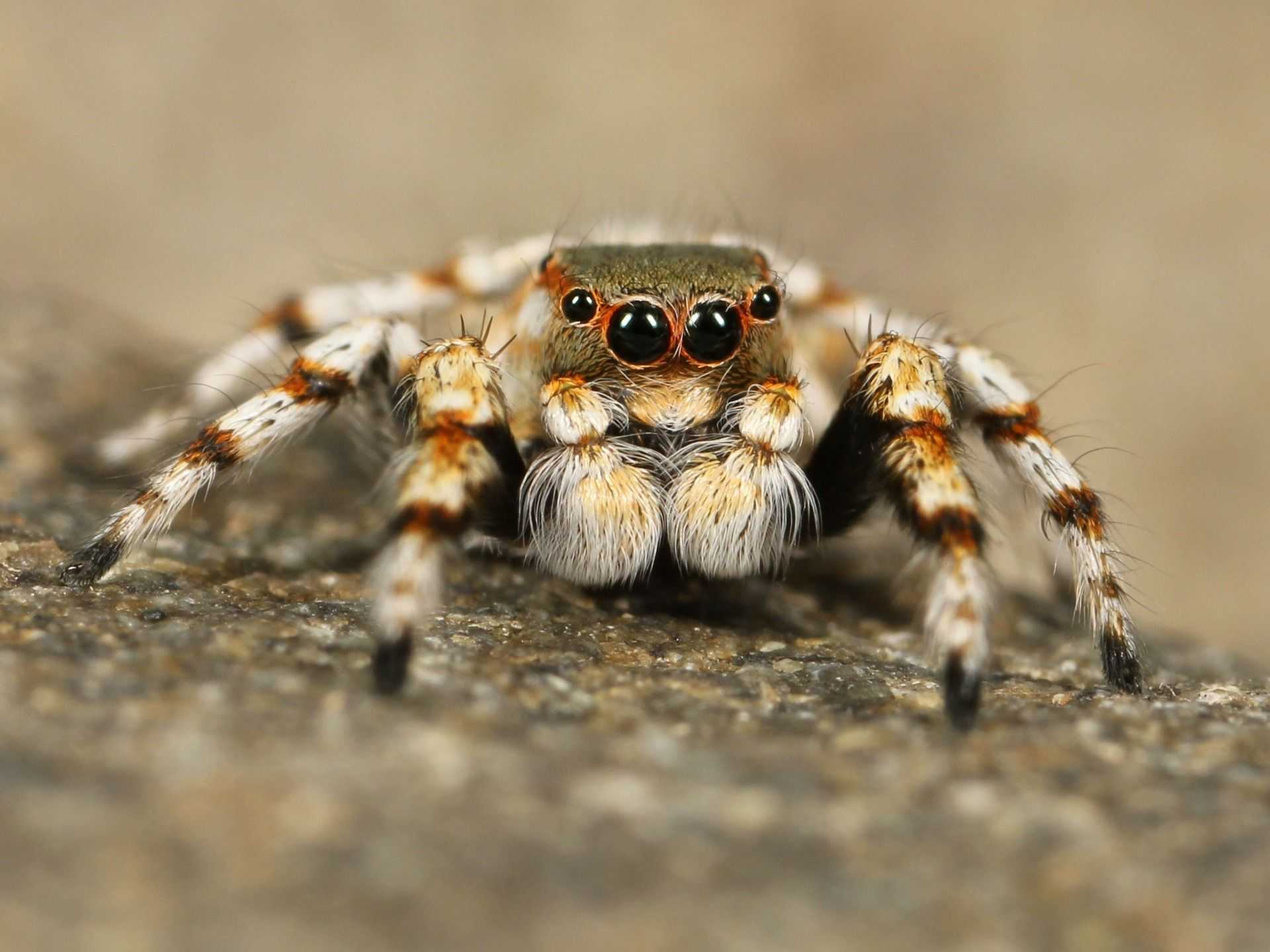 Интересные факты о тарантулах – это прекрасная возможность узнать больше о ядовитых пауках Как правило, тарантулы обитают в засушливых регионах Днем они