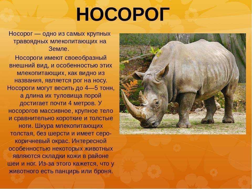 Интересные факты о носорогах – это замечательная возможность узнать больше о крупных млекопитающих Носороги преимущественно обитают на просторах Африки и