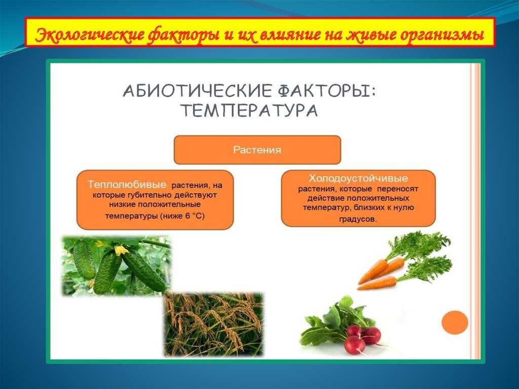Вымирающие животные: с чем связанно и какие виды под угрозой?