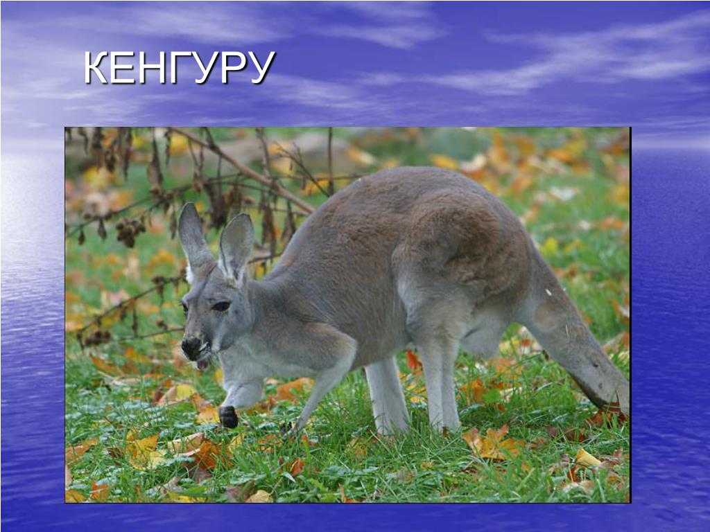Сайт кенгуру иваново