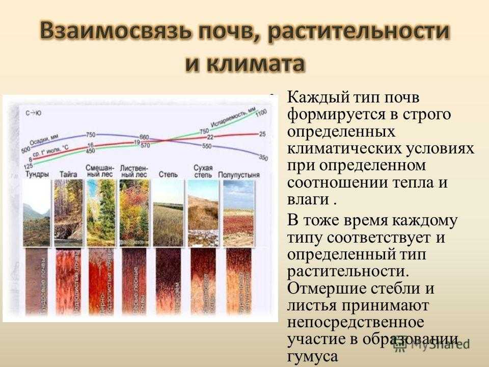 Виды почв. Растительный Покров и грунты. Взаимосвязь почвенного и растительного Покрова тайги. Что является основной характеристикой почвы. Открытие закона типов почв.