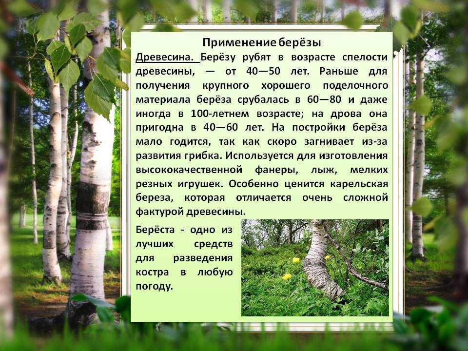 Интересные факты о березах – это замечательная возможность узнать больше о лиственных породах деревьев Различные части березы активно используются в