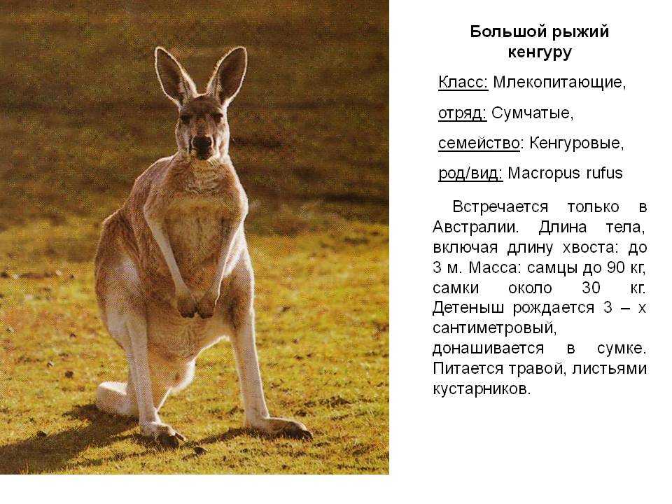 Сообщение о кенгуру. Сообщение о кенгуру в Австралии. Сообщение про кенгуру валлаби. Сообщение о кенгуру 5 класс биология. Кенгуру доклад.