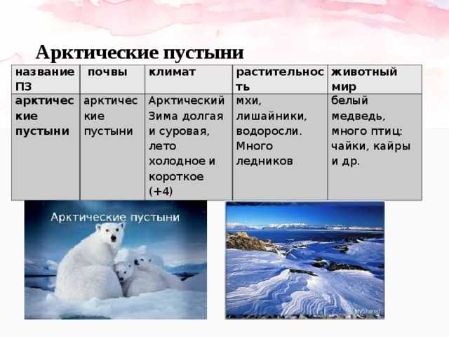 Природные зоны россии арктические пустыни животные. Арктическая пустыня климат таблица. Арктические пустыни климат растения животные. Природная зона арктических пустынь климат. Арктичечаие путчгяи климвт.