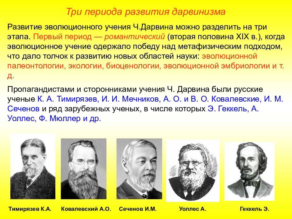 Современную эволюционную теорию согласно учению дарвина можно представить в виде следующей схемы