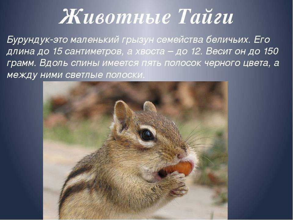 Грибы паразиты растений: какие грибы поражают растения
