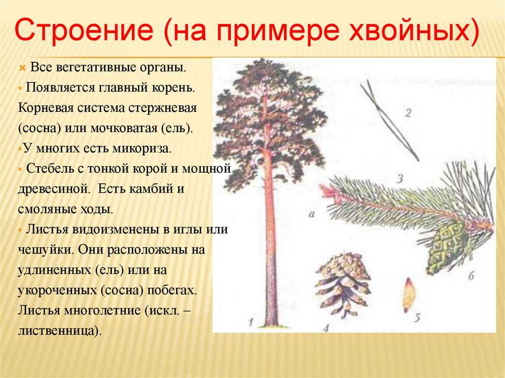 Сообщение-доклад ель (где растет, виды, описание) 2, 3, 5, 7 класс
