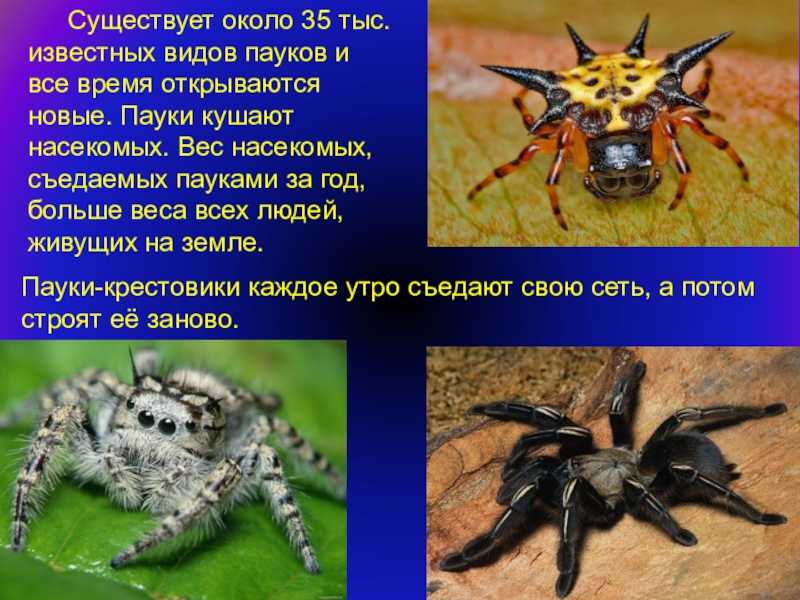 Интересные факты из жизни насекомых. 25 невероятных фактов из жизни насекомых | интересные факты