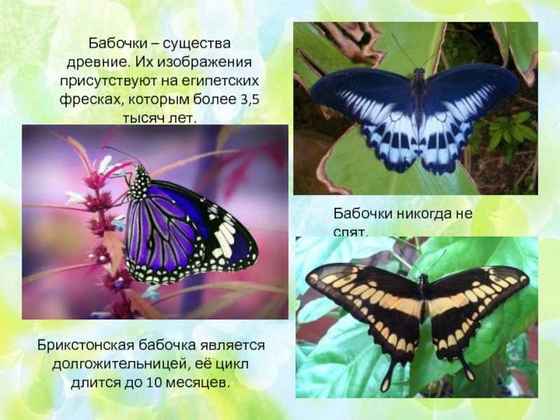 10 самых невероятных фактов о насекомых • всезнаешь.ру