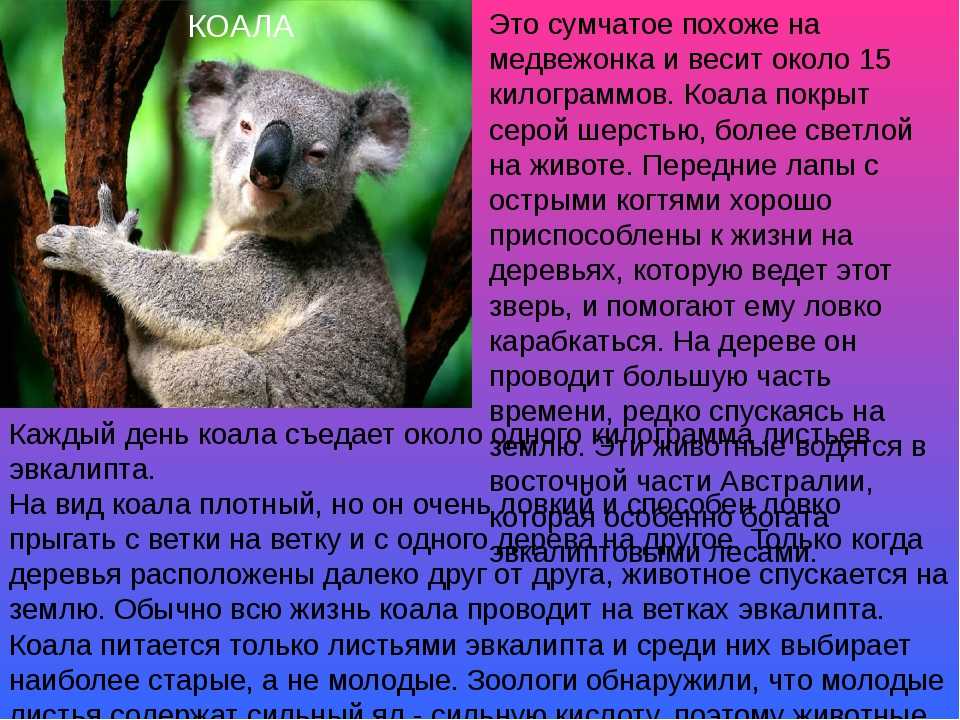 Коала проект 3 класс