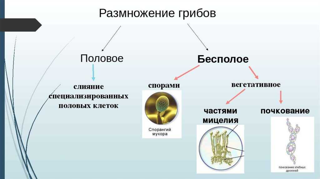 Съедобные грибы