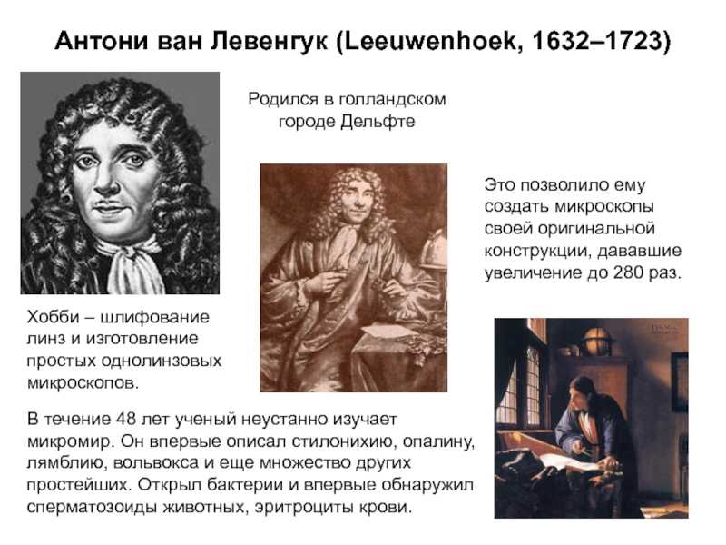 История развития микробиологии. антони ван левенгук