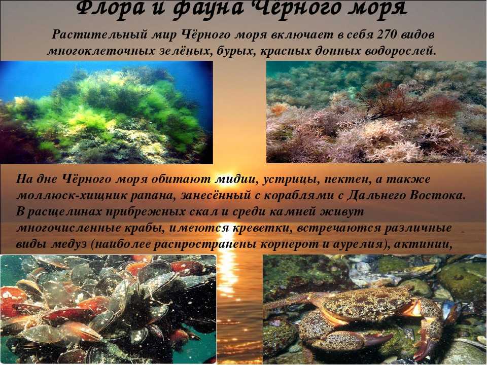Балтийское море: расположение, описание, климат, фото и отзывы