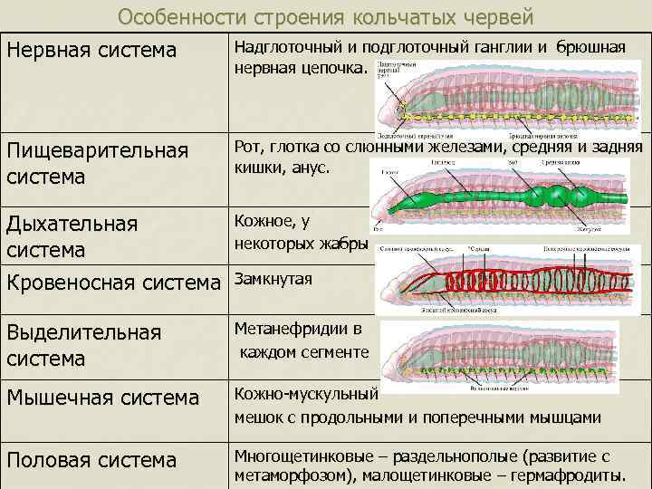 Особенности жизнедеятельности червя. Система органов кольчатых червей 7 класс. Тип кольчатые черви система органов таблица. Дыхательная система кольчатых червей таблица. Строение систем органов кольчатых червей 7 класс биология.