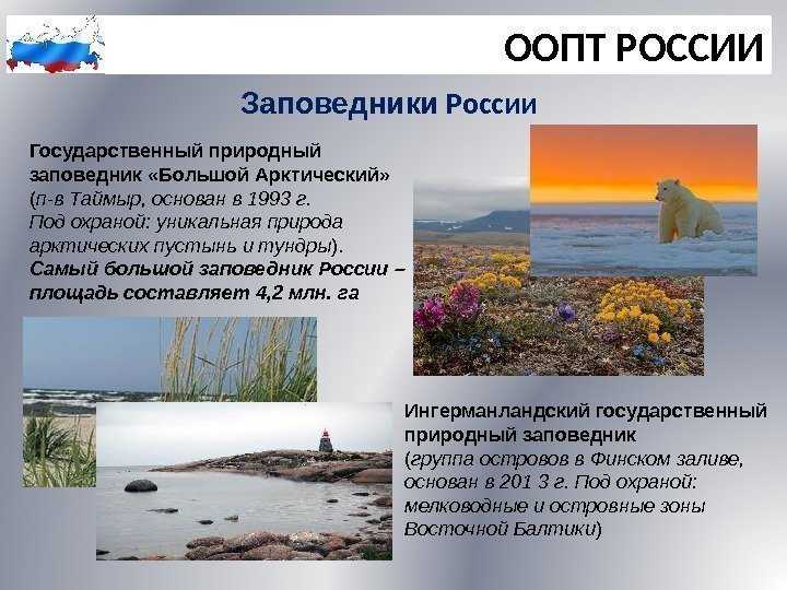 Растения тундры | уголок россии...отчий дом.