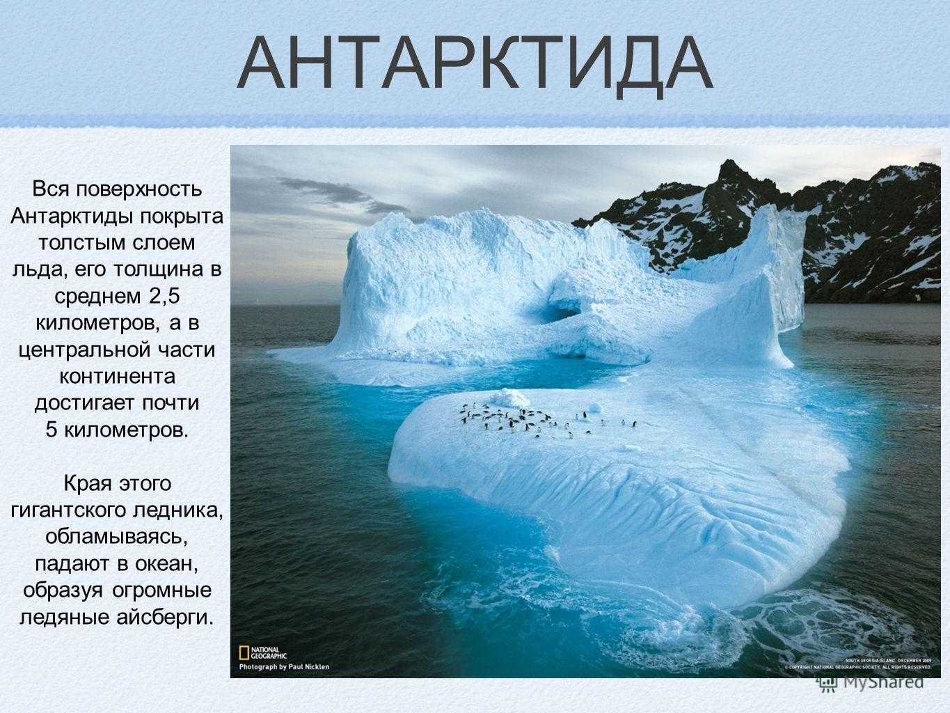 Особенности природы антарктиды - интернет энциклопедия для студентов
