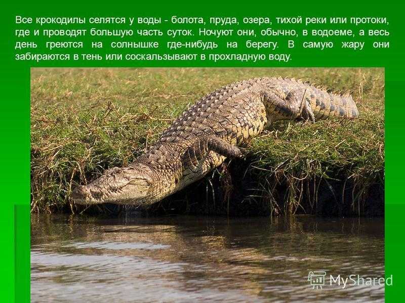 Интересные факты о крокодилах | все о животных