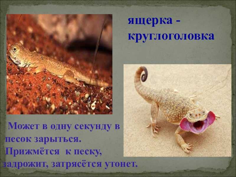 Виды ящериц - разновидности, ареал, как выглядят, названия, породы, фото, интересные факты