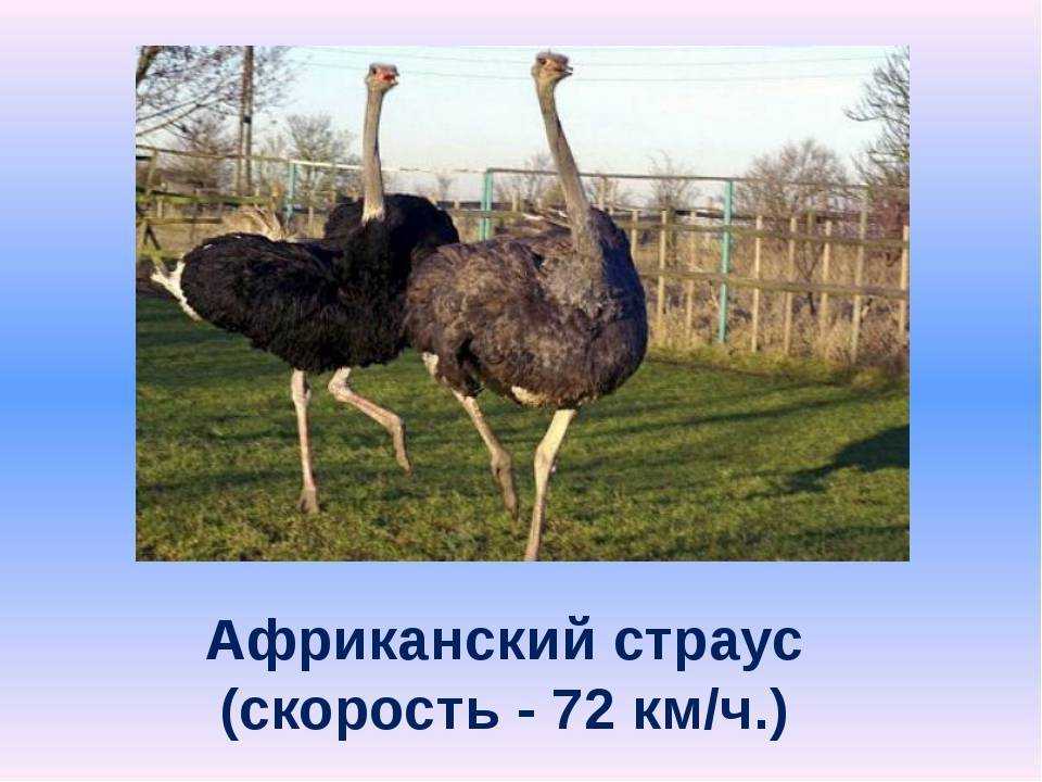 Все о страусах: это птица или животное, описание, характеристики,