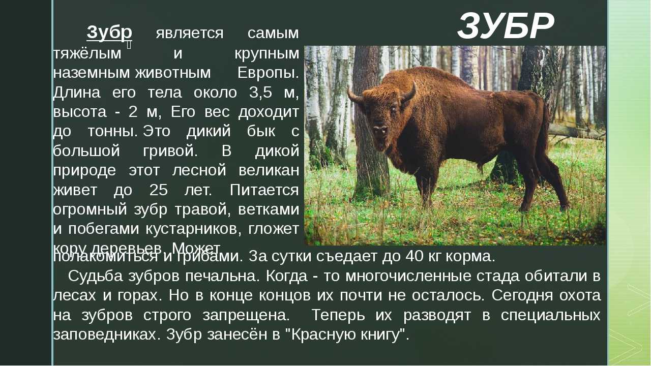 «след белого человека» или что ещё нужно знать о подорожнике
