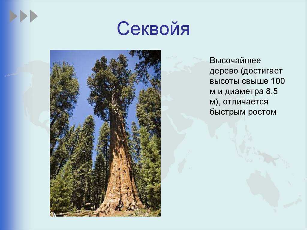 Самые большие деревья планеты: перечень, разновидности и особенности | огородники