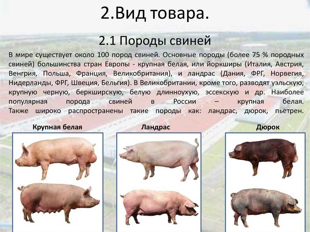 Животное свинья: 6 необычных характеристик + факты - mental sky