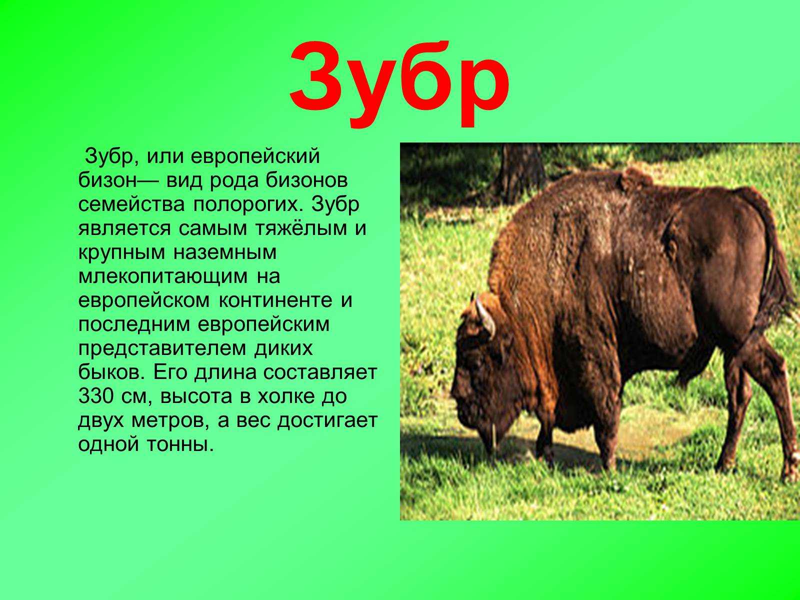 Зубр (европейский бизон) - млекопитающее животное, строение, питание, обитание, описание, фото, картинки, интересные факты