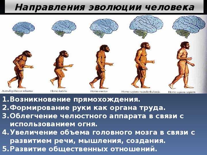 Составить схему основные этапы эволюции человека от дриопитека до человека разумного