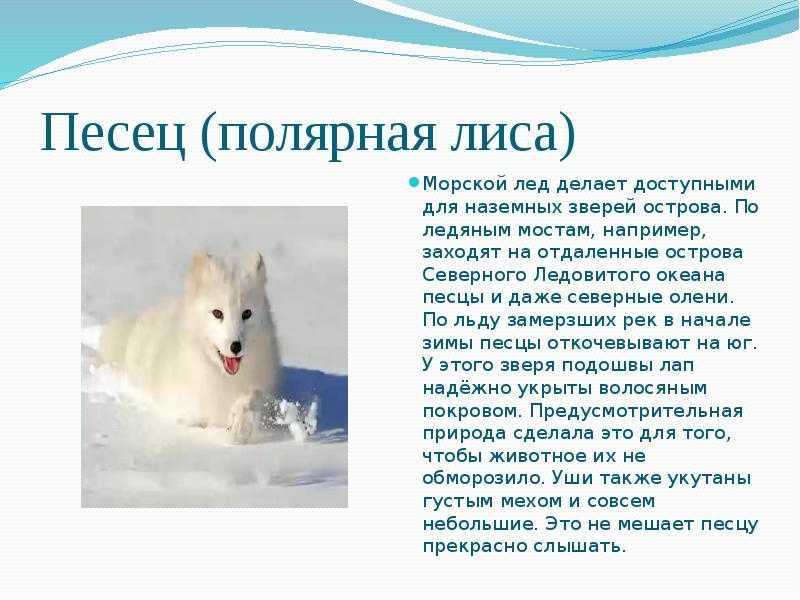 Животные с самым сильным нюхом — чемпионы по обонянию