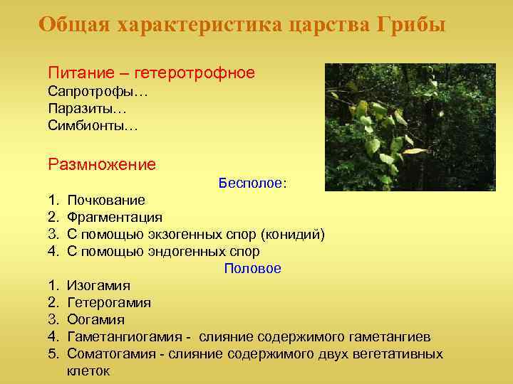 Как отличить съедобный гриб от несъедобного – примеры, как определить, признаки, и описание кратко детям для сообщения (2 класс, окружающий мир)