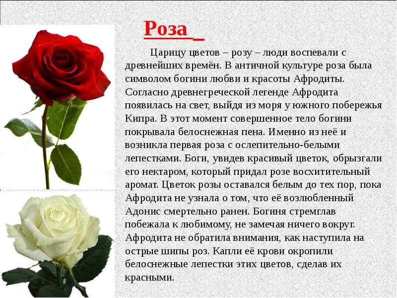 Как описать розу. Описание цветка розы. Информации на тему розы. Как описать розу красиво и легко.