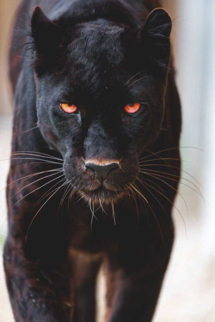 Черная пантера фото на аву