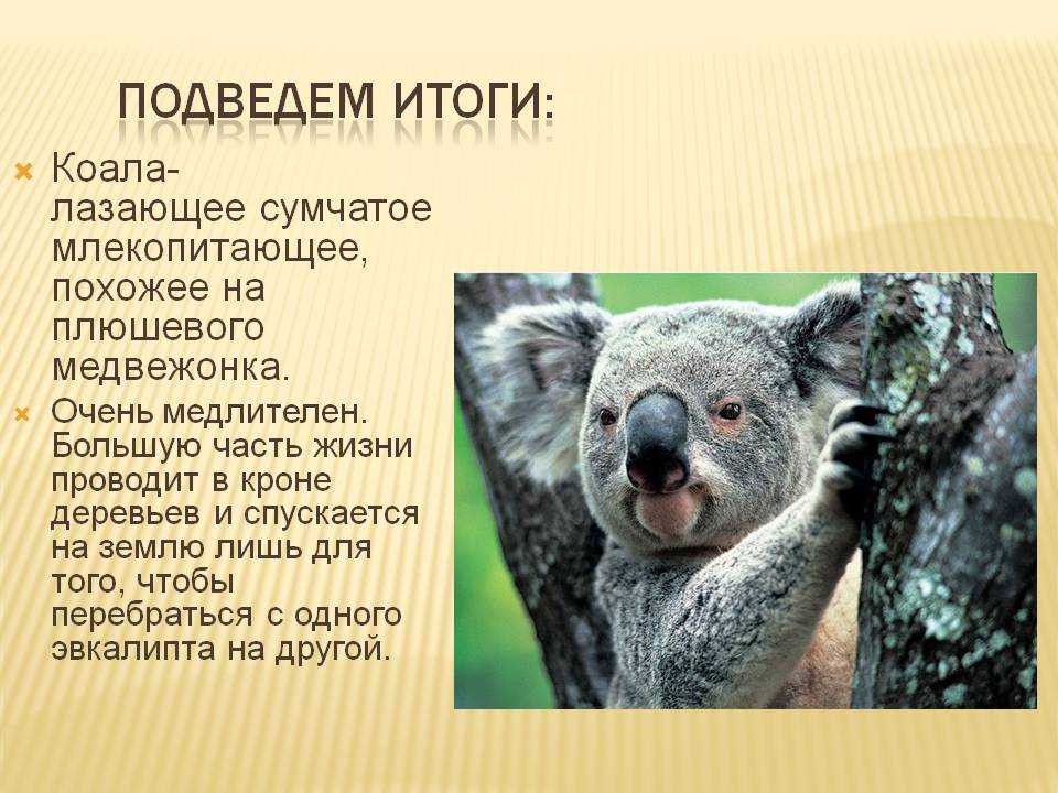 Коала перевод. Коала интересное для детей. Коала интересные факты. Млекопитающие коала. Сообщение о коале.
