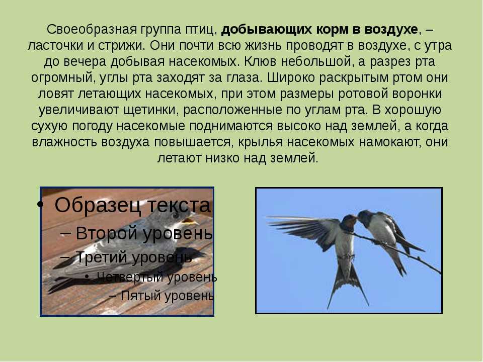 Электронная презентация «друзья а. с. пушкина»