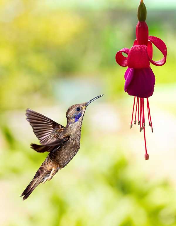 Как выглядит колибри, где обитает и сколько живет в дикой природе - вся информация о самой маленькой птичке