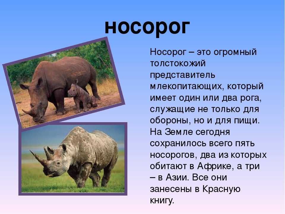 Интересные факты о носорогах — природа мира