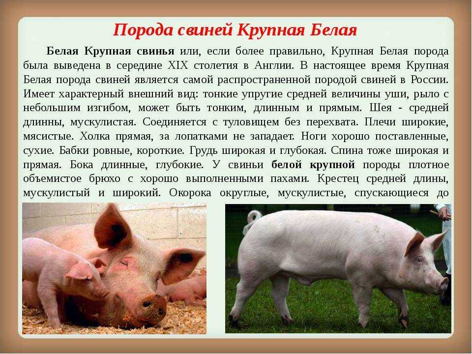 Интересные факты о свиньях – это прекрасная возможность узнать больше об этих домашних животных Как это ни удивительно, но свиньи являются очень умными и