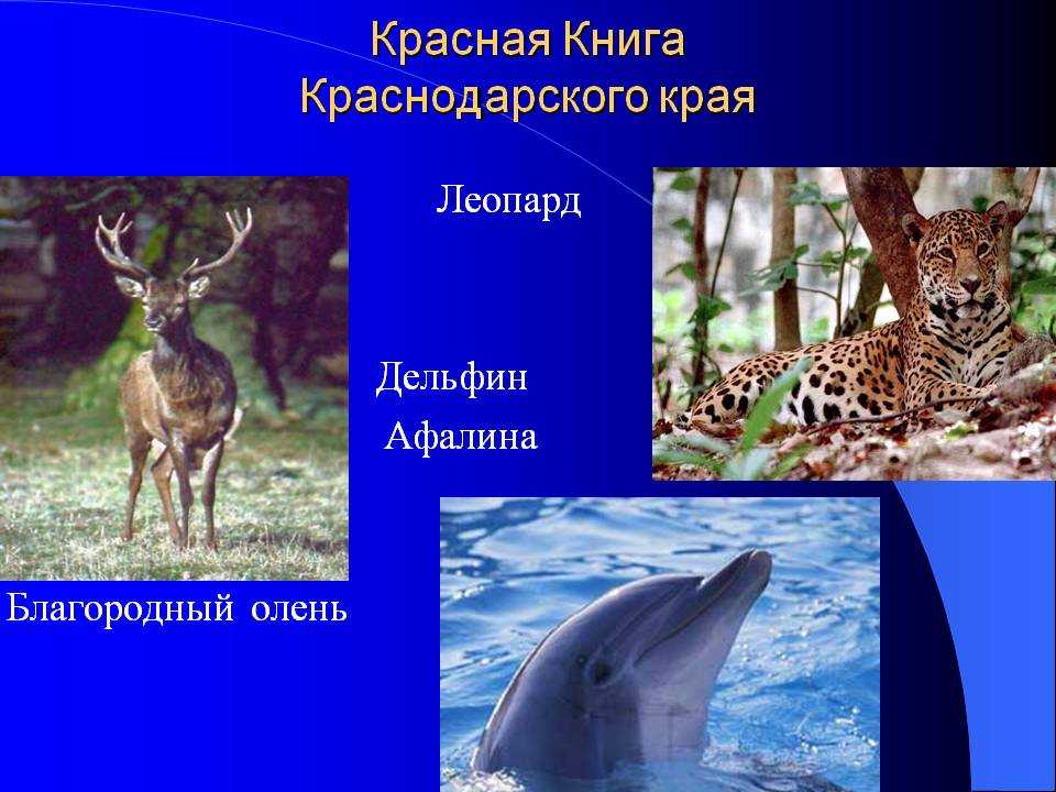 Редкие животные из красной книги краснодарского края – список, характеристика и фото