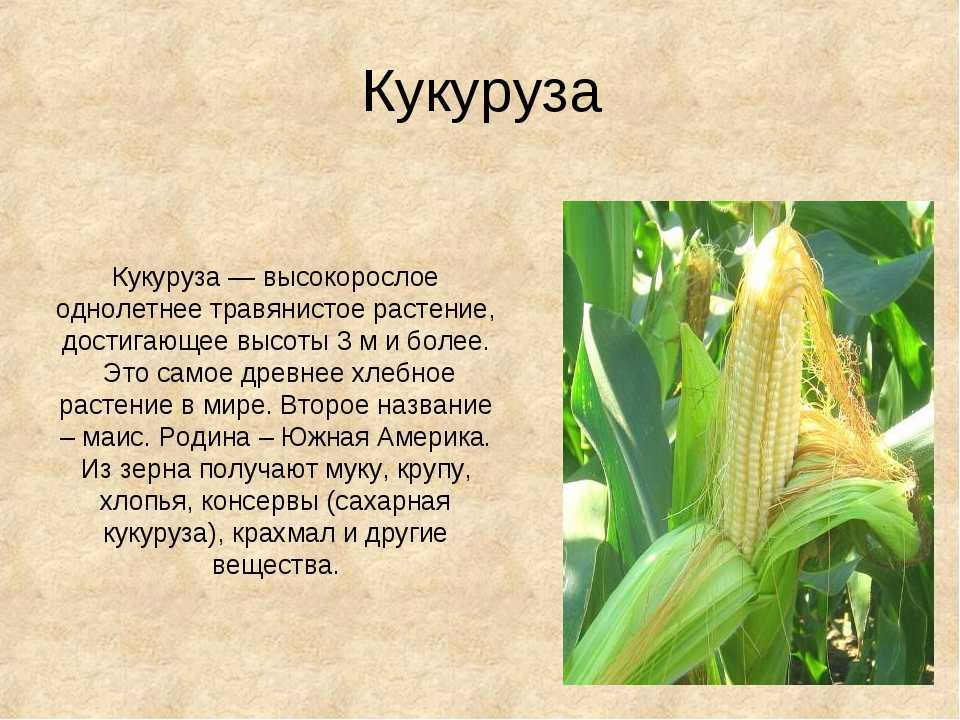 Кукуруза?: полезные свойства и калорийность | food and health