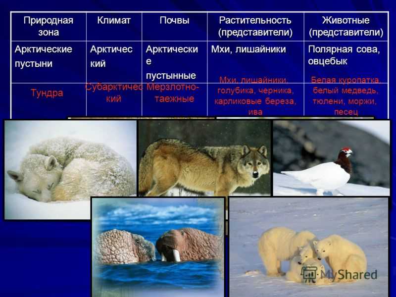 Характеристика арктического климата: географические особенности и жизненные условия полярных зон