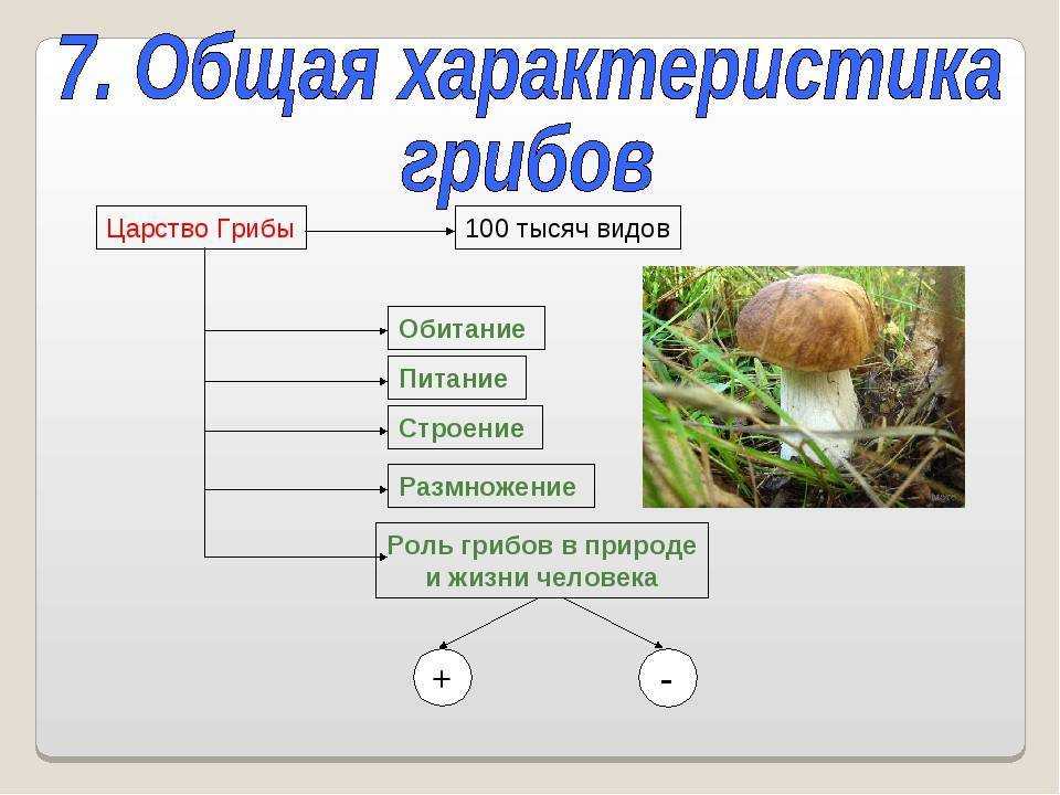 Схема на тему грибы