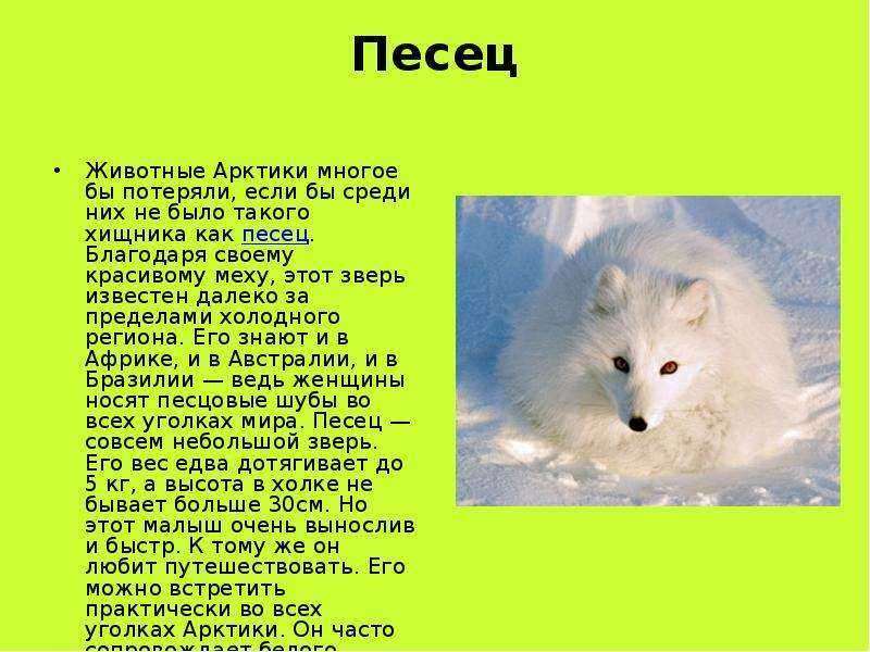 Самое удивительное млекопитающее