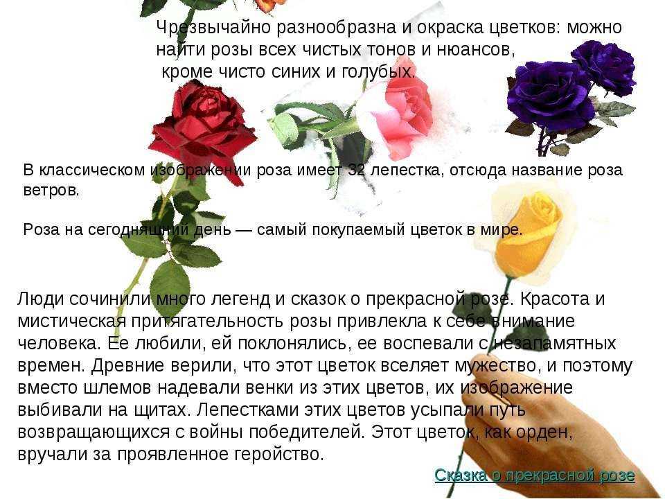 Почему розу назвали розой