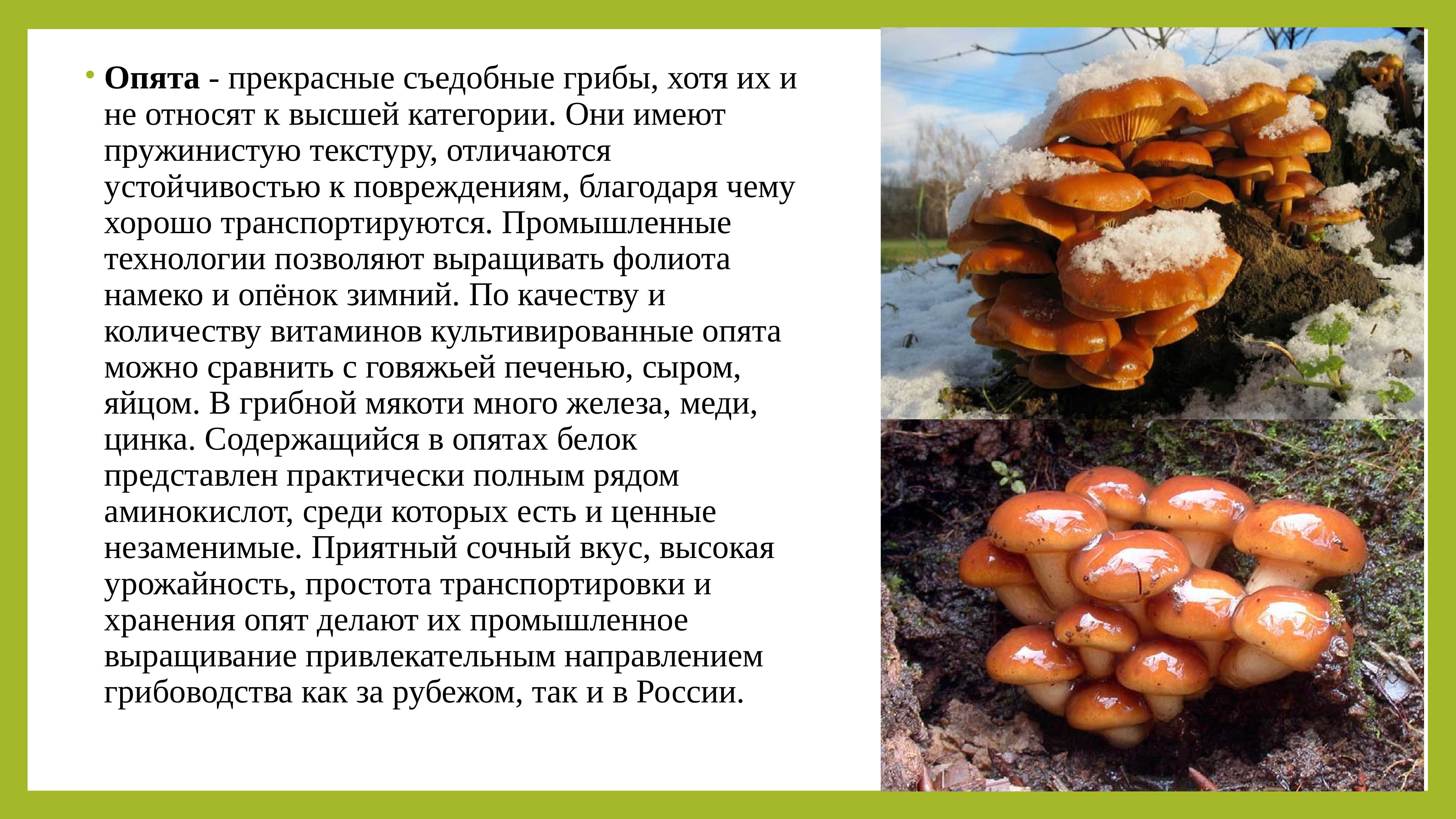 Искусственно выращенные съедобные грибы
