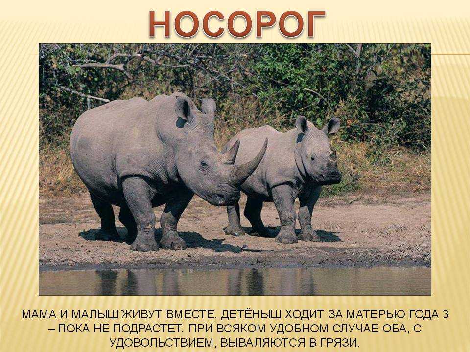 15 интересных фактов о северном белом носороге | знание – свет
