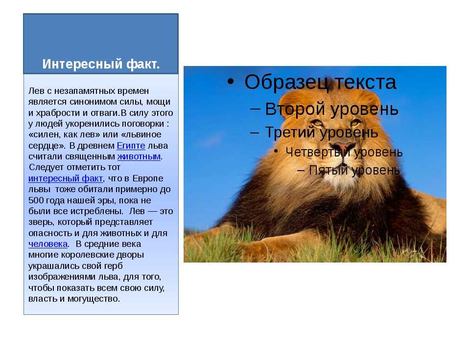 Тор-10 самых опасных животных в россии